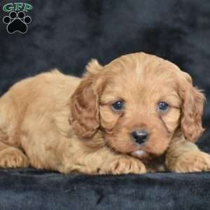 Rascal, Cavapoo Puppy